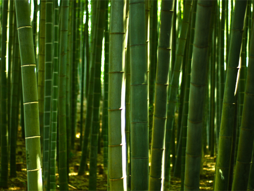 kairakuen bamboo